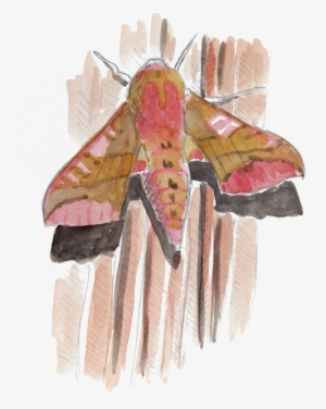 Papillon Petit Sphinx De La Vigne - Small Elephant Hawk-moth