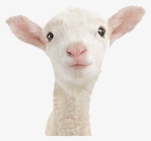 lamb transparent - animal print shop by sharon montrose little darlings