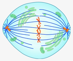 Clip Freeuse Library Division Mitosis Anaphase Chromatids - Mitosis Cell Division Metaphase