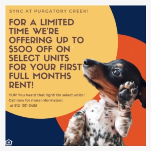 Sync At Purgatory Creek - Companion Dog