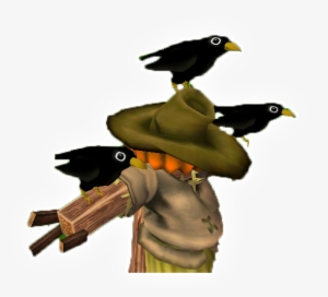 Crows - Common Myna