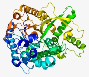 Protein Gba3 Pdb 2e9l - Alpha L Iduronidase