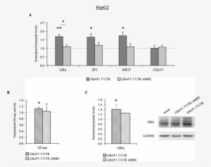 Gbap1 Acts As A Cerna Titrating Mir 22 3p And Up Regulating - Mir-22
