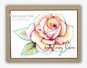 Painted Rose Bundle - Hybrid Tea Rose