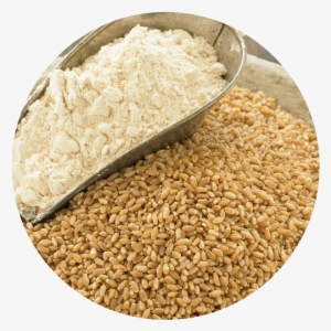 Wheat Flour From Turkey - Wheat