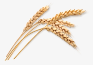Wheat Stalk Png Download - Wheat Png