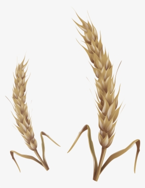 Wheat Stalks - Wheat