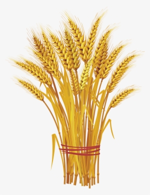 Wheat Png Image - Wheat Clip Art