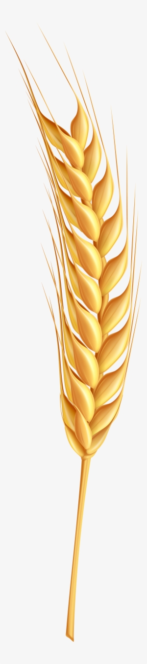 Svg Download Ear Of Wheat Clipart - Coeliac Disease: What You Need To Know