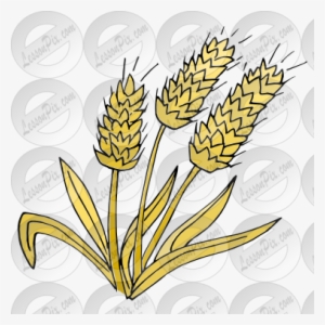 Wheat Clipart Yellow - Drawing
