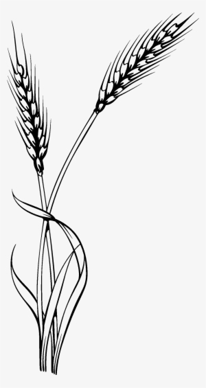 oat clipart stalk - wheat vector