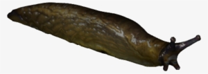 Slug - Slug Png