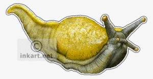 Banana Slug Decal - Banana Slug Rectangle Magnet