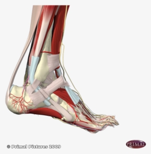 achilles tendon outer ankle - pedicure