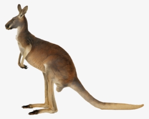 Kangaroo Png
