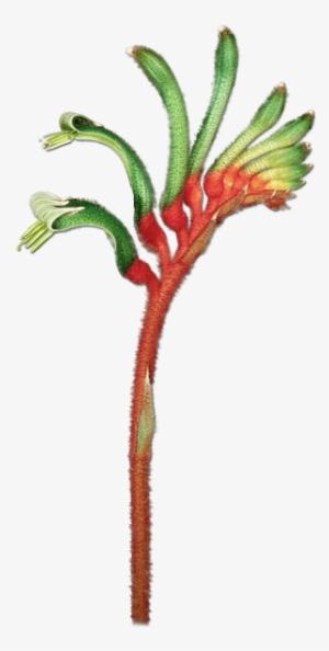 The Color And Form Of Kangaroo Paws - Flora Of Western Australia