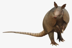 This Cutout Photo Of An Armadillo Raised Up On His - Armadillo On Hind Legs
