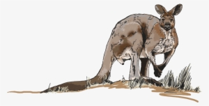 Illustrations For Any Media - Kangaroo