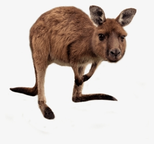 Kangaroo - Wallaby