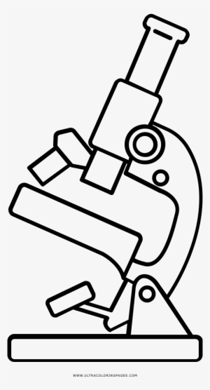 Ovaries Drawing Microscope - Microscope Drawing