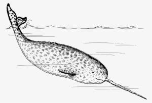Narwhal Png