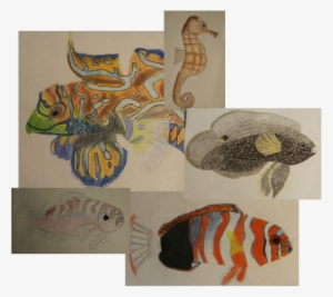 Here Are Some Examples Of Fish That I Have Drawn - Marine Biology