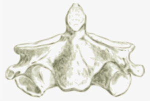 Clipart - Vertebrae Hd