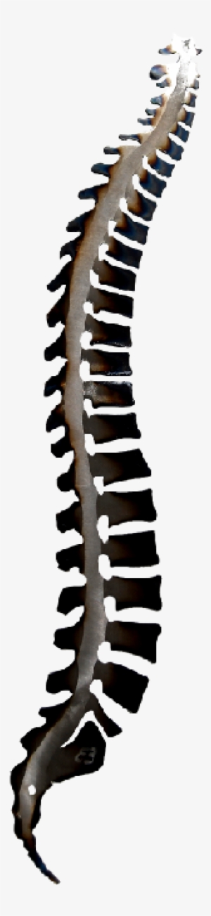 Spinal Wall Art - Spine Art