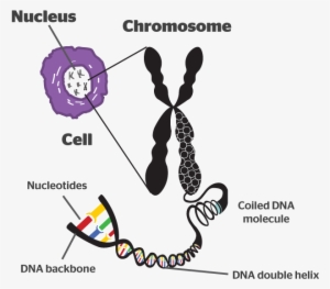 What Is Emma's Chromosomal Abnormality - Dna Chromosome Nucleus Nucleotide Chromatin