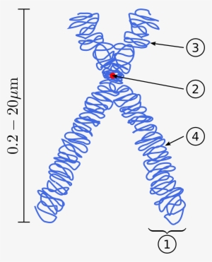 Open - Chromatin In A Chromosome