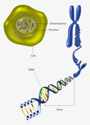 Cells Contain Chromosomes - Chromosomes And Genes