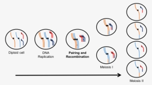 In Meiosis, The Diploid Cell First Undergoes Dna Replication - Diagram