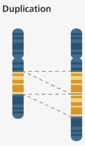 Structural Abnormalities - Chromosome Duplication