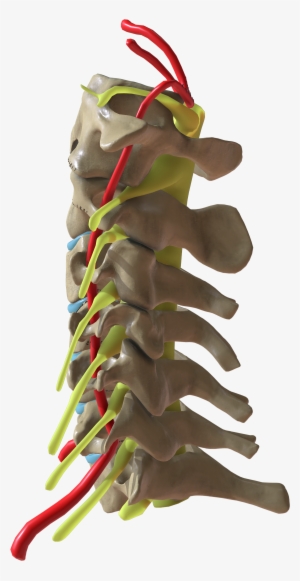 Cervical Spine Side View - Wikimedia Commons