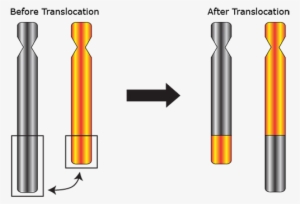A Reciprocal Translocation Means That Two Chromosomes - Chromosomal Translocation