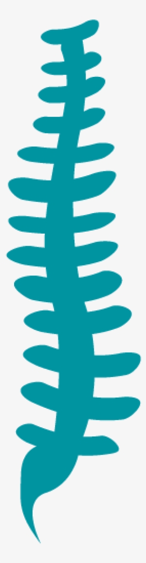 chiropractic spine png - musculoskeletal clipart