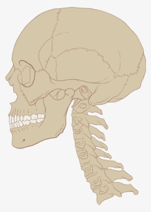 Skull Human And Cervical Spine - Human Skull And Spine