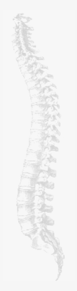 Transparent Spine