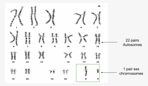 Single Chromosome Clip Art At Clker