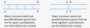 It May Be Surprising To Realize That Two Genes On The - Boveri–sutton Chromosome Theory
