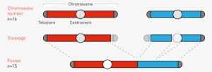 Fusing Yeast Chromosomes - Chromosome