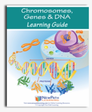 Chromosomes, Genes & Dna Science Learning Guide