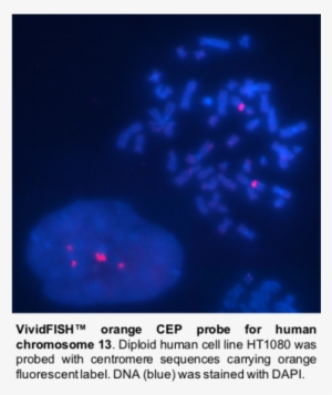 Fp062, Fish Cep Probe For Human Chromosome 13-orange - Darkness