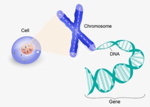 Genes In A Cell, With One Gene Magnified To Show Chromosomes, - Chromosome Graphic