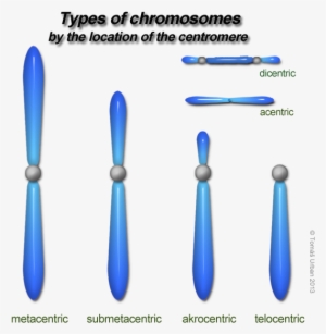 Variations In Chromosome - Types Of Chromosome On The Basis Of Centromere