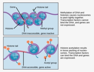 Eukaryotic Epigenetic Gene Regulation - Epigenetic Control