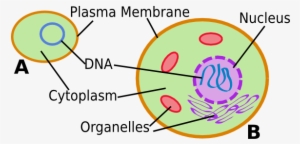 Cell - Prokaryotic And Eukaryotic Cells Simple