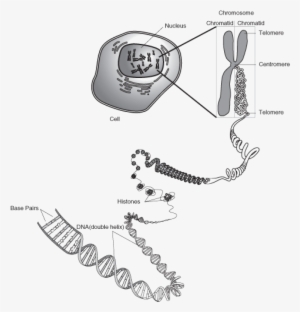 Dna Molecule Chromosome