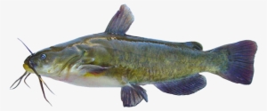 Brown Bullhead - Bullhead Fish Manitoba