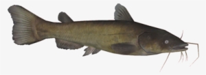File - Blackbullheadthom - Cat Fish